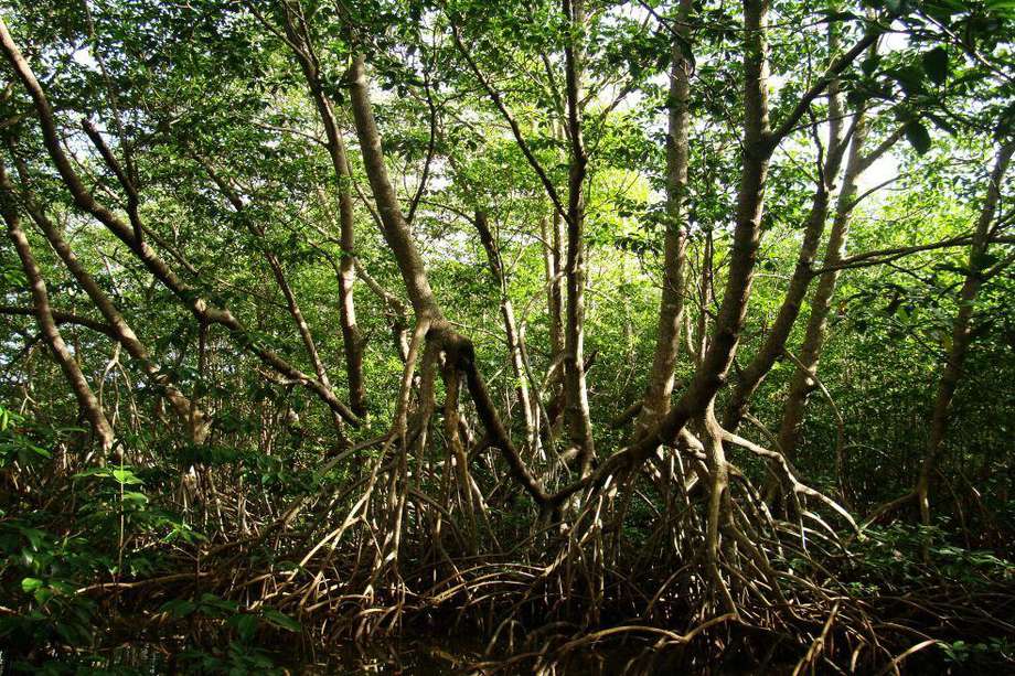 Al calcular la cantidad de CO2 retenida en las 5.700 hectáreas de manglares, se determina que serían casi 120.000 toneladas cada año.