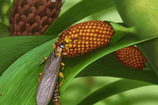 Esta especie de insectos vivieron hace 280 millones de años.