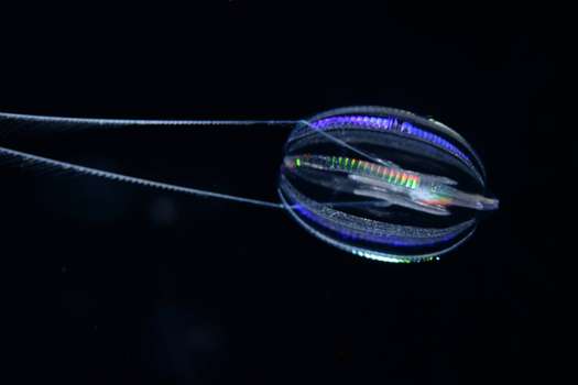 Ctenóforo o medusa peine. En la imagen, una "Hormiphora californensis".