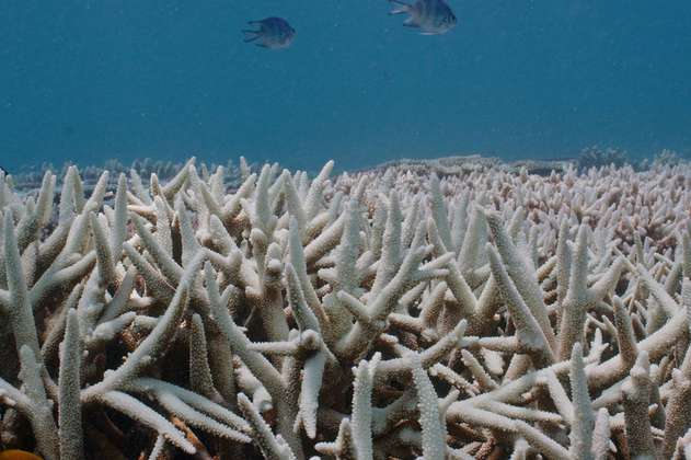 Australia confirma nuevo blanqueo masivo en la Gran Barrera de Coral