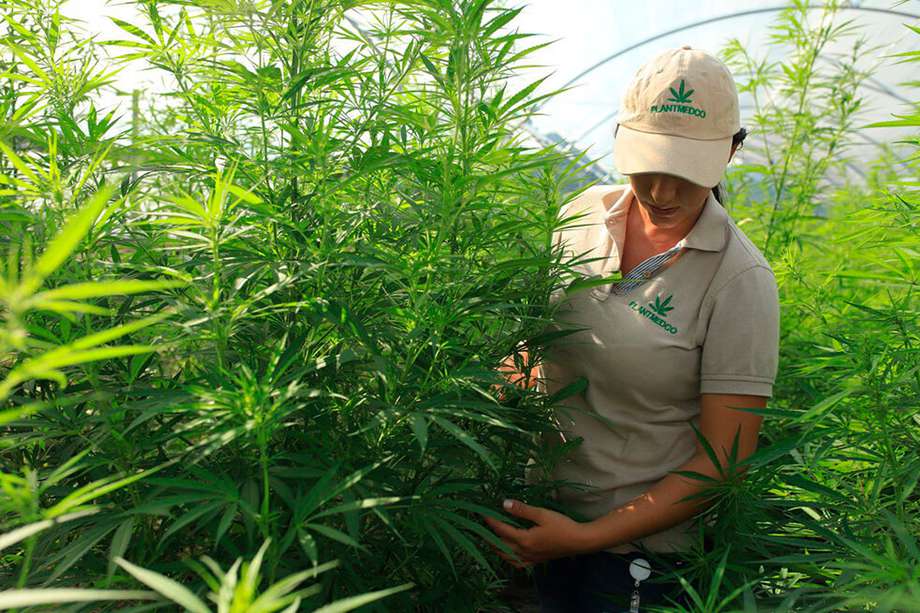 Plantas Medicinales de Colombia produce aceite de cannabis medicinal del Eje Cafetero. / Cortesía - Plantmedco
