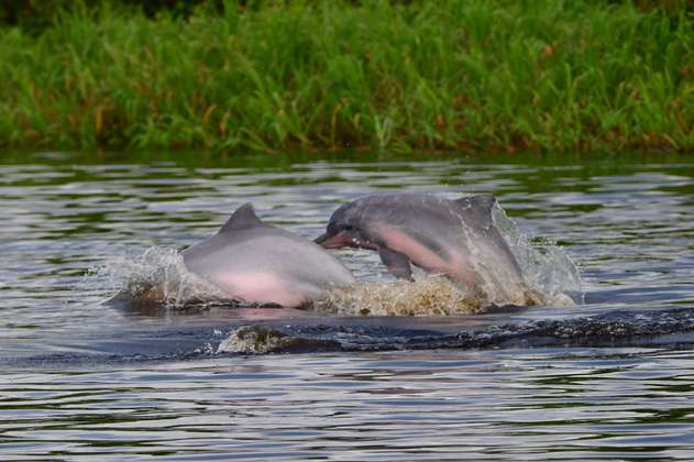 La petición de países donde habitan delfines de río para conservar estas especies