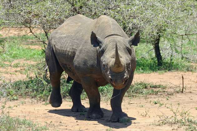 Muere el último de los rinocerontes negros trasladados a un parque en Kenia