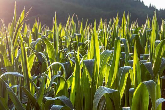 En Colombia hay 76.014 hectáreas de maíz modificado.  / Pixabay