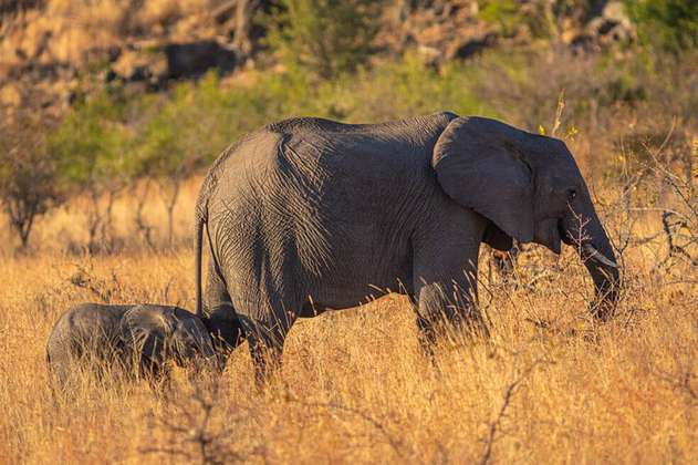 Nuevas pistas sobre el impacto que tiene en los elefantes la muerte de su madre