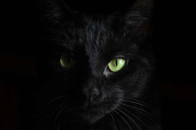Nombres para gatos negros: significado e ideas misteriosas para tu mascota