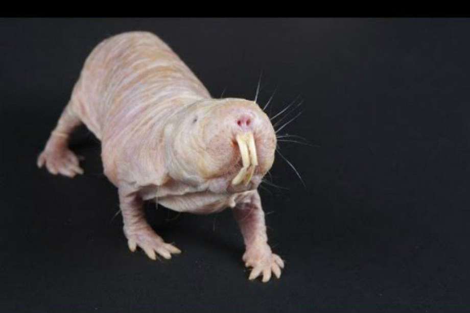 Esta es la rata topo desnuda (Heterocephalus glaber)que es insensible al dolor. / Youtube
