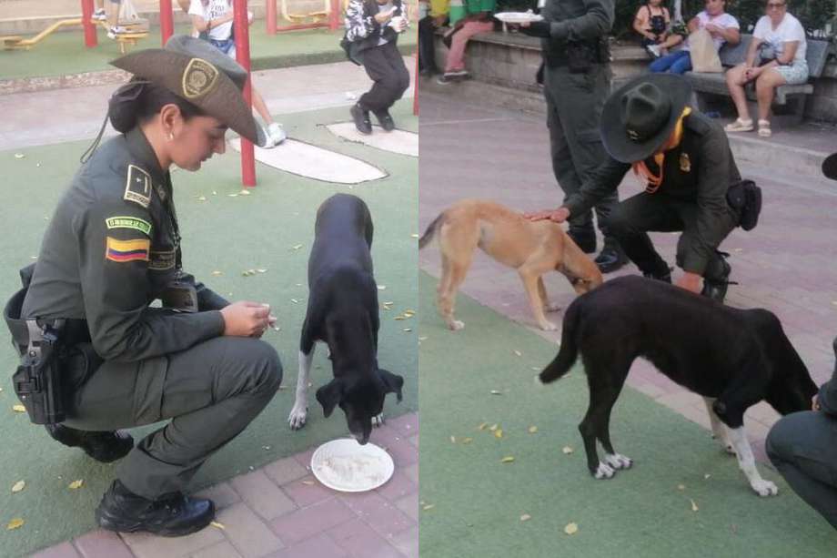 Los animales callejeros fueron alimentados por los uniformados en el marco de la campaña "Por una Navidad feliz a nuestros amigos de cuatro patas". 