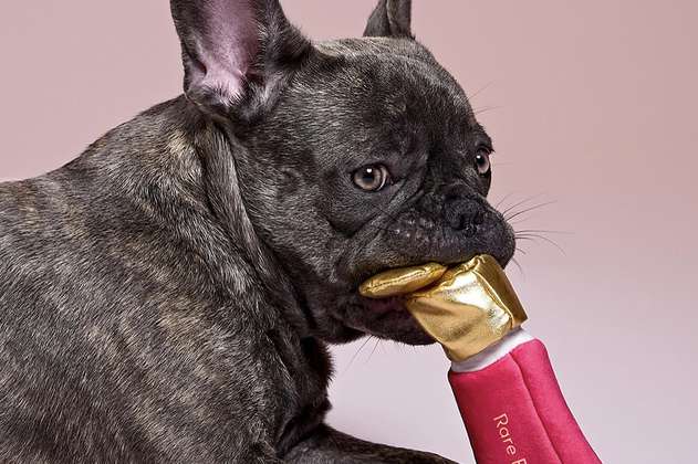 Perros y gatos a la moda: Selena Gómez lanza una colección con productos para mascotas