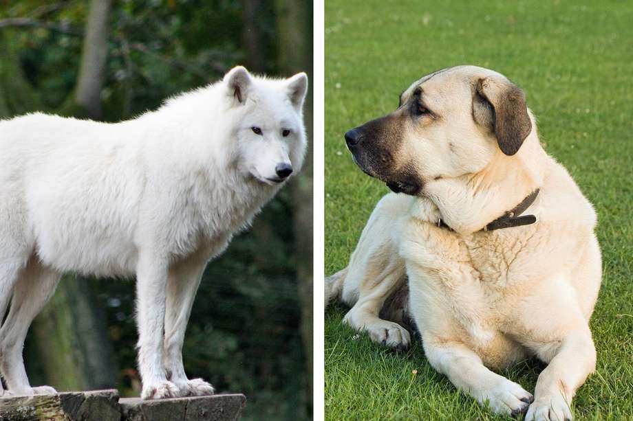 Aunque tienen grandes similitudes físicas, los perros tienen relativamente un cráneo y cerebro más pequeño que aquel de un lobo promedio.