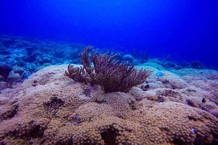 Descubren un coral más alto que el Empire State en la Gran Barrera de Coral