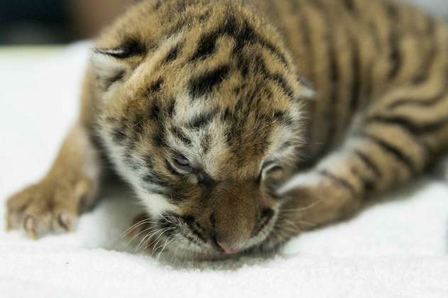 Tigresa de Bengala nace en cautiverio en zoológico de Nicaragua