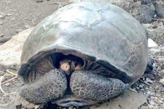 Las tortugas gigantes llegaron hace tres o cuatro millones de años a la región volcánica de Galápagos. / Twitter Marcelo Mata