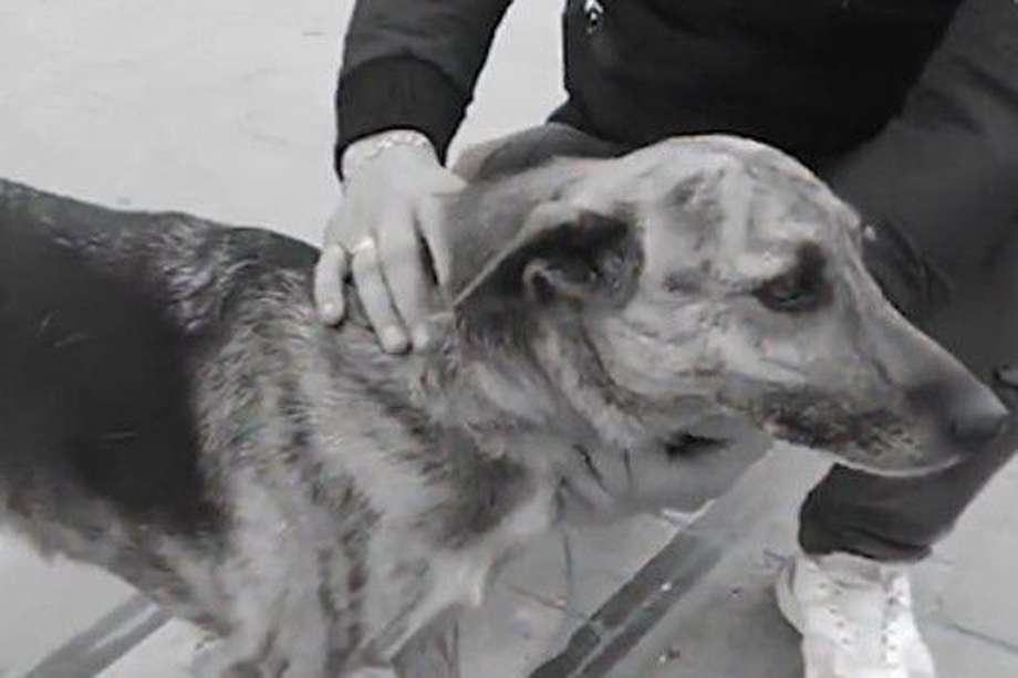 La perrita fue trasladada a una veterinaria, pero falleció a causa de las puñaladas que recibió de parte del sujeto.