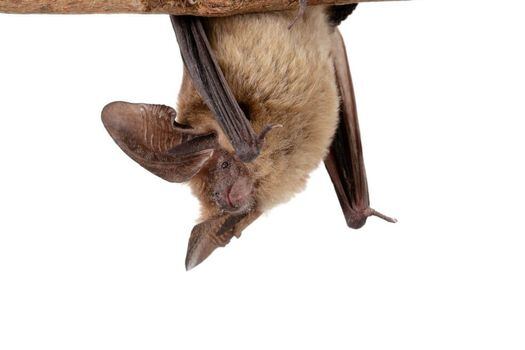Colombia es el país con mayor diversidad de murciélagos. Comprender mejor su biología podría abrir nuevos caminos en la medicina.  / Felipe Villegas/ Instituto Humboldt