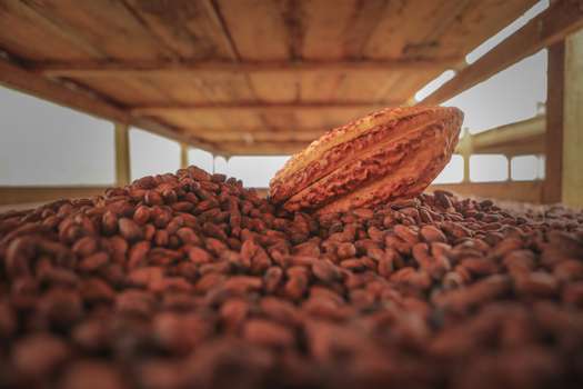 Los cacaoteros de sur de Colombia que llegaron a París