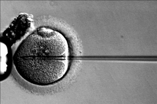 Un ginecólogo usó su propio esperma para engendrar 17 niños en Holanda