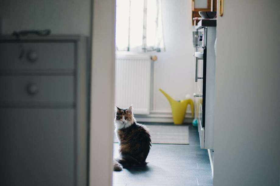 Algunos felinos no pueden soportar la necesidad de explorar el hogar entero, por lo que un portón cerrado puede representar una de sus mayores amenazas y temores. 