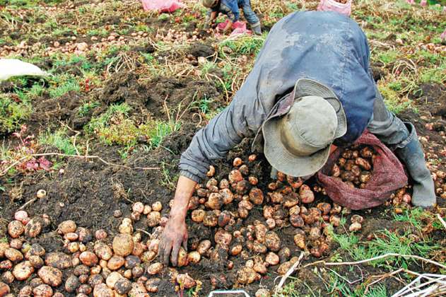 Agricultores cierran negocios por casi $4.000 millones gracias a ‘Coseche y Venda a la Fija’