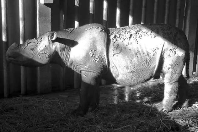 Científicos buscan recuperar a los rinocerontes de Sumatra con tecnología de clonación
