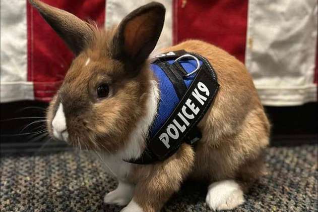 Percy, el conejo abandonado que se volvió “oficial de policía” en California
