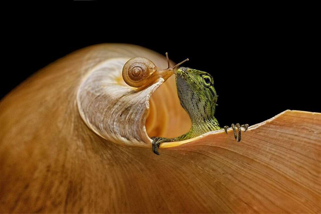 The Best Friend, así titularon esta foto que muestra la amistad entre un caracol y un lagarto.