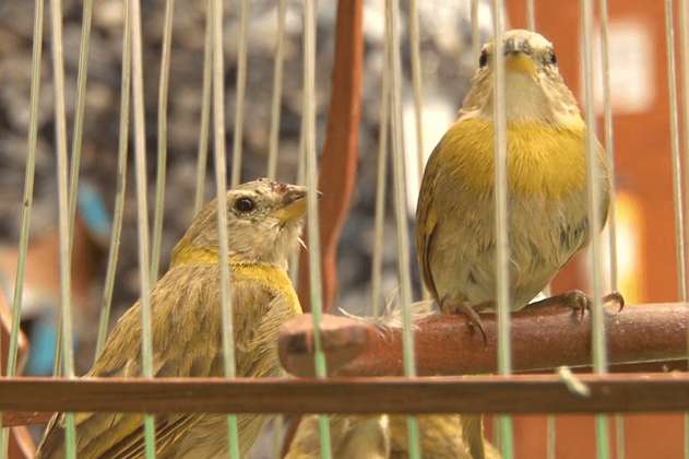 Incautan en El Dorado aves silvestres víctimas de tráfico de fauna