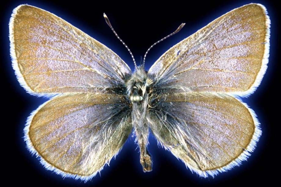 El espécimen de mariposa azul Xerces de 93 años utilizado en este estudio.
