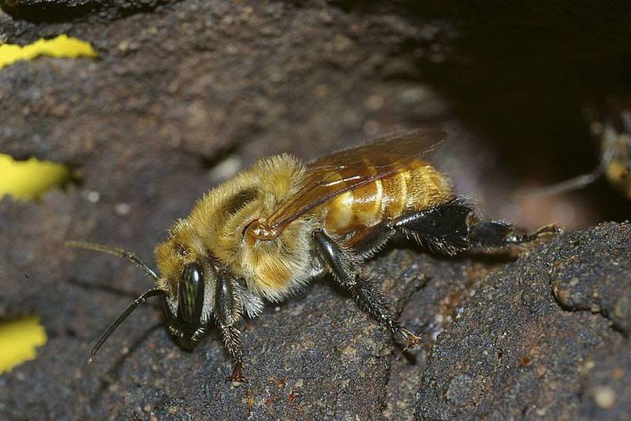 Melipona eburnea o abeja boca de sapo, una de las especies estudiadas y de las más utilizadas en meliponicultura en el país.