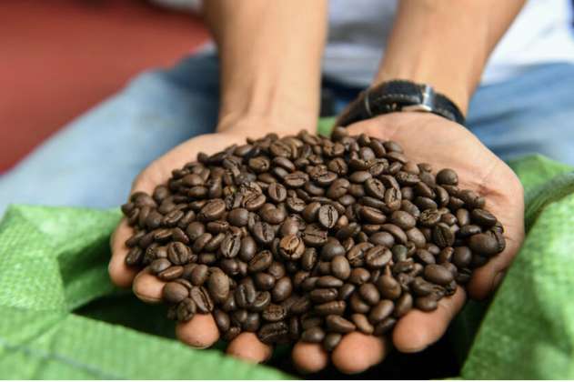 Café canéfora: una variedad que podría revolucionar la producción cafetera
