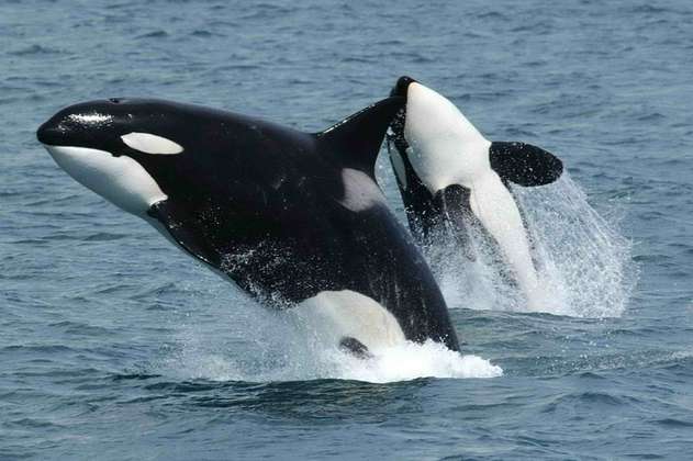 Encuentran papel higiénico y químicos en orcas en peligro de extinción