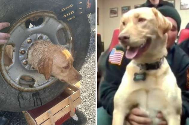 Video: bomberos rescataron a perro que había quedado atrapado en la llanta de un carro