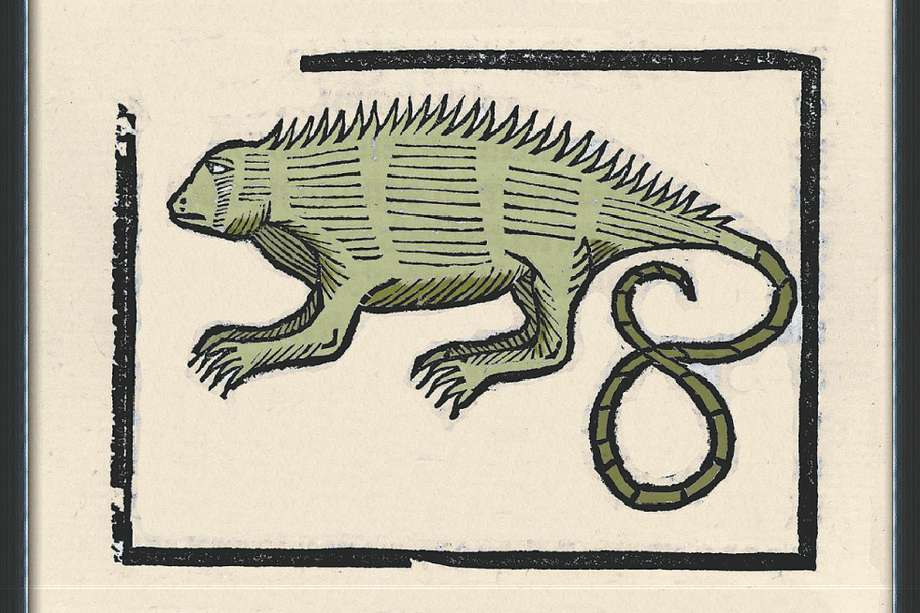Grabado de una iguana, por Gonzalo Fernández de Oviedo. Esta pieza apareció en el libro XIII, capítulo III, fol. CIIIv “Historia general y natural de las Indias”, de 1535.