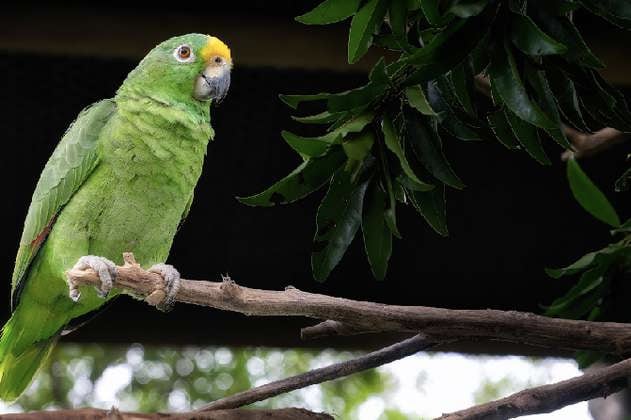 La lucha por salvar al loro en Colombia, un ave convertida indebidamente en mascota