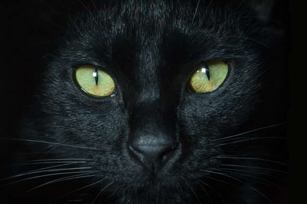 ¿Qué pasa si tengo un gato negro en casa?