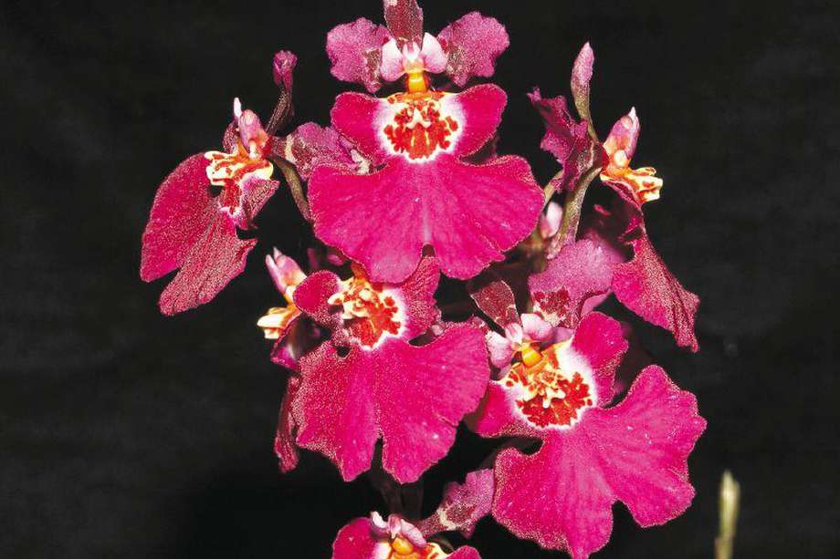 Un banco genético criollo para conocer los secretos de las orquídeas