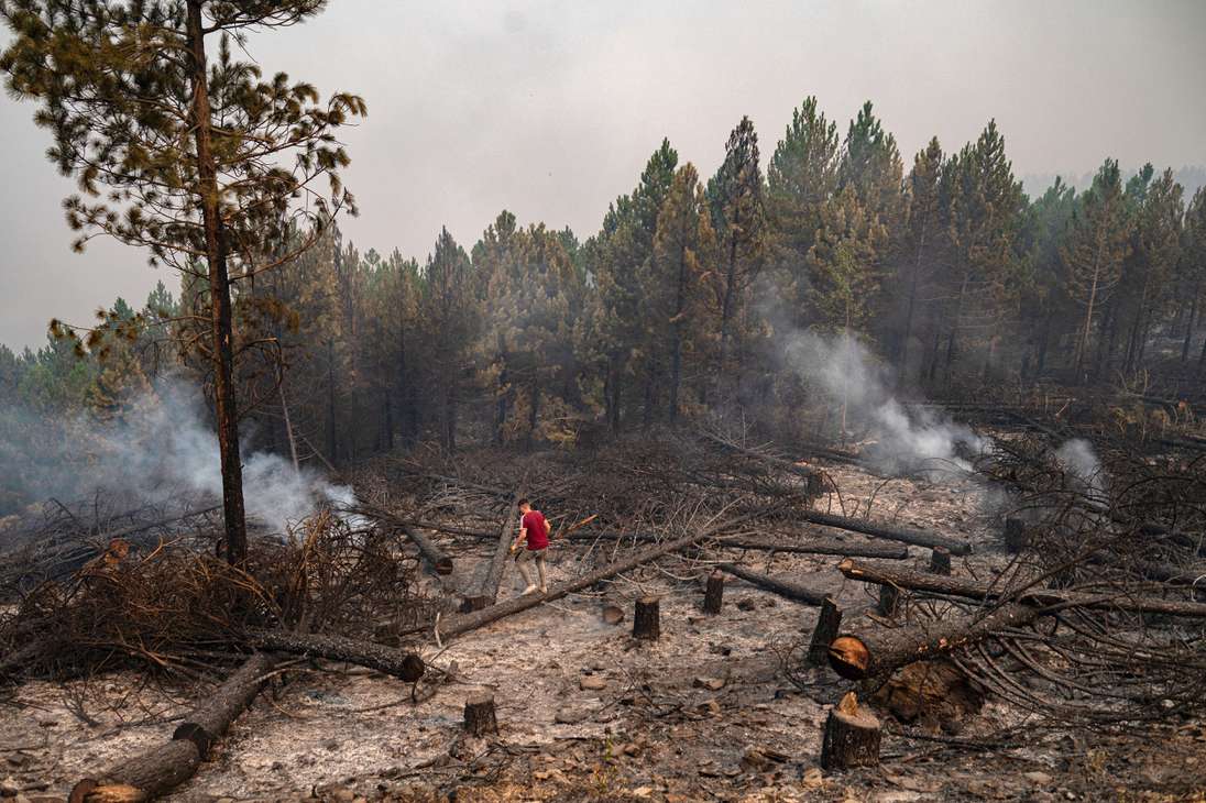 Pakdemirli dijo el lunes que los únicos incendios forestales que seguían ardiendo estaban en los distritos de Mugla de Milas y Koycegiz, con casi 240 incendios controlados en los últimos 13 días, informó Reuters.