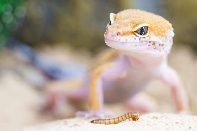 ¿Por qué los lagartos desprenden su cola en defensa? la ciencia revela el secreto