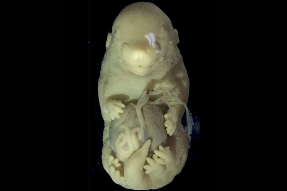 Los científicos se encontraban haciendo un estudio sobre el desarrollo de los embriones.