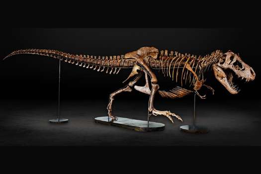 Bárbara es uno de los tres únicos especímenes de Tiranosaurio rex preñados jamás descubiertos.