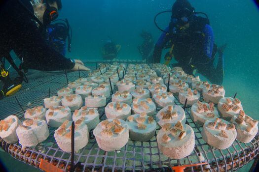 Los fragmentos de coral de diferentes especies estarán "sembrados" en las guarderías durante, al menos, ocho meses.  