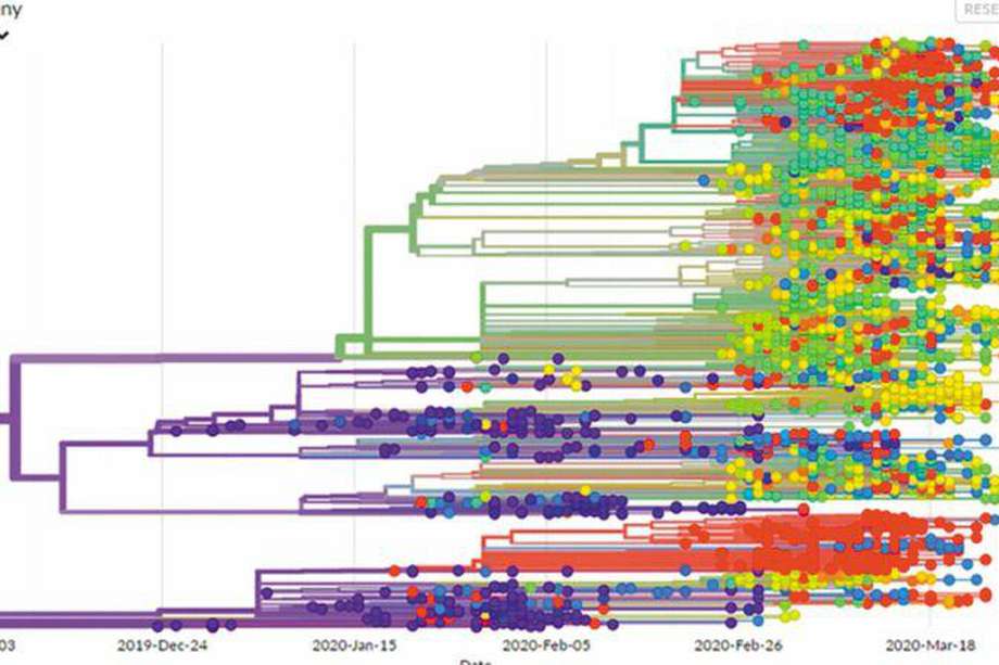 Representación de los 2.864 genomas de SARS-COV-2 secuenciados hasta la fecha.  