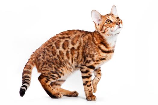 También es conocido como “gato tigre” porque su pelaje es similar al tigre, totalmente rayado.