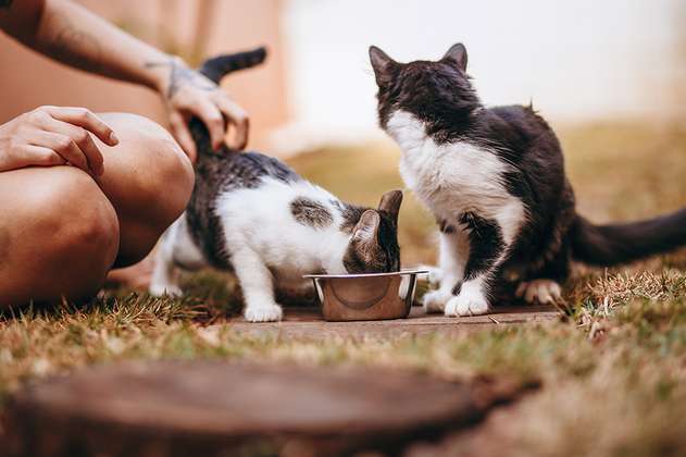Estos son los cinco tipos de dueños de gatos, según un estudio