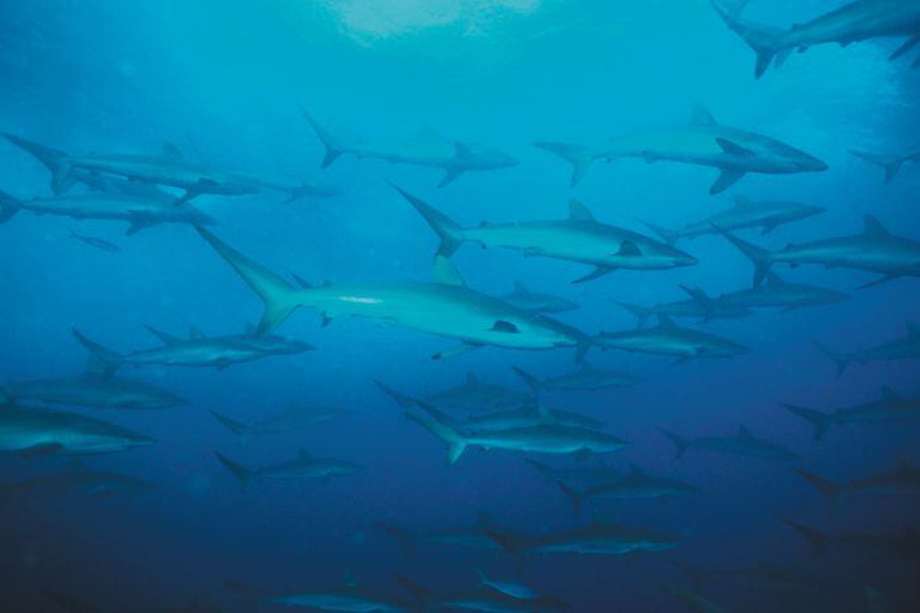 Cardumen de tiburones sedosos (Carcharhinus falciformis). Según la reciente resolución de la Aunap, esta es una de las 11 especies de tiburones de las que se permitirá nuevamente la pesca incidental. / Sandra Bessudo - Fundación Malpelo 