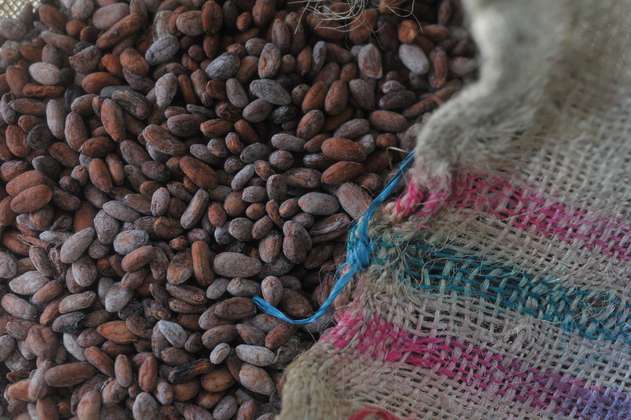 Cacao hecho en el Meta fue galardonado como el mejor del mundo 