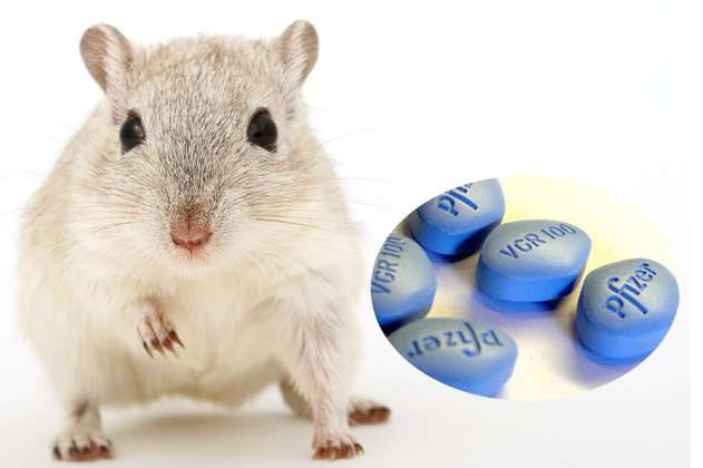 Estudio en ratones da nuevas pistas para tratar la disfunción eréctil