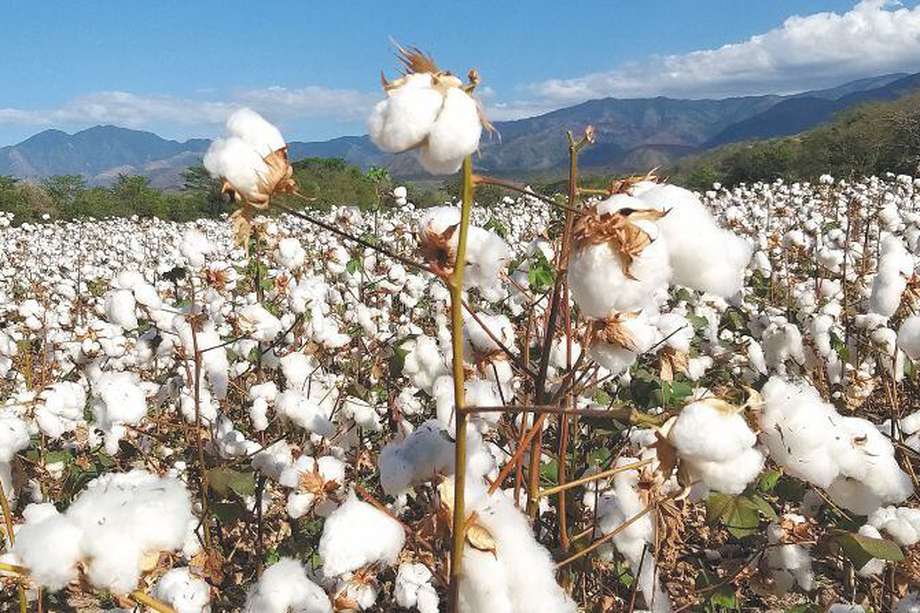 De acuerdo con Conalgodón, para 2025 se espera un consumo de 90.000 toneladas de algodón colombiano. 