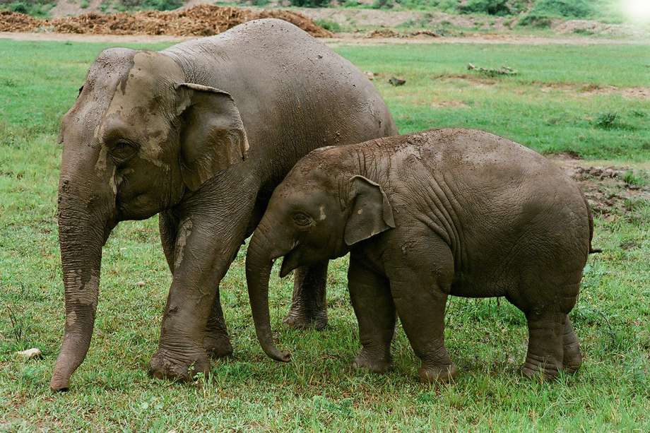 A los elefantes se les denomina los ingenieros del ecosistema y su principal rol es dispersar semillas de plantas o de los árboles de los que se alimentan. 