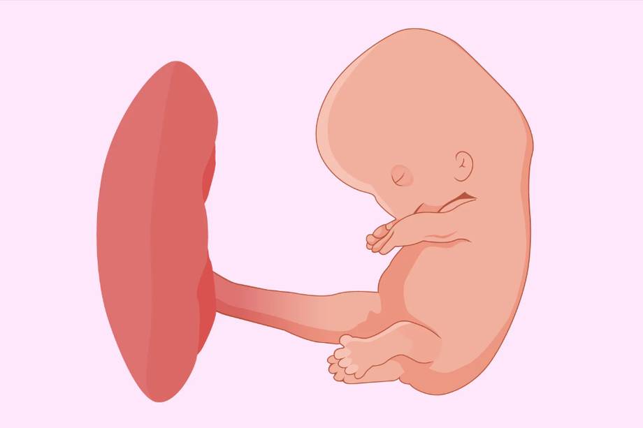 Este es el feto en la octava semana de gestación. Así se ve un bebé con dos meses de embarazo dentro del cuerpo.